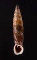 コロンビアクチコブギセル cf. Cyclonenia cf.cyclostomafig.1