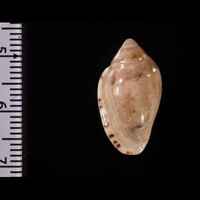 ゾラヘリトリ (仮称) Marginella xoraensisfig.2
