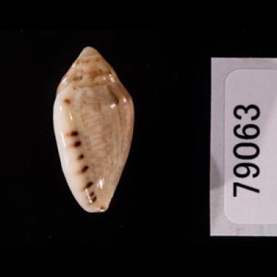 ゾラヘリトリ (仮称) Marginella xoraensisfig.3