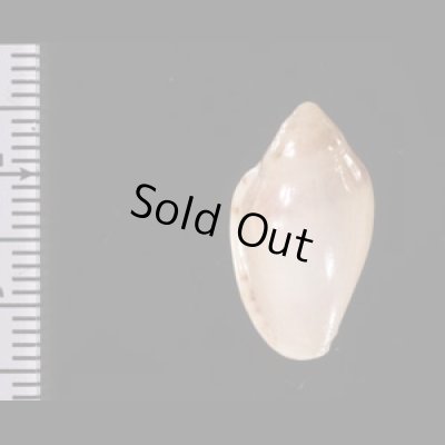 ゾラヘリトリ (仮称) Marginella xoraensisfig.2
