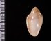ゾラヘリトリ (仮称) Marginella xoraensisfig.2