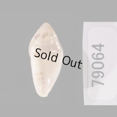 ゾラヘリトリ (仮称) Marginella xoraensisfig.3
