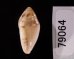 ゾラヘリトリ (仮称) Marginella xoraensisfig.3