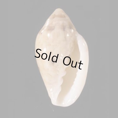 ゾラヘリトリ (仮称) Marginella xoraensisfig.1