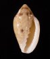 ゾラヘリトリ (仮称) Marginella xoraensisfig.1
