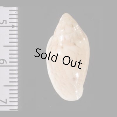 ゾラヘリトリ (仮称) Marginella xoraensisfig.2