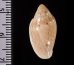 ゾラヘリトリ (仮称) Marginella xoraensisfig.2