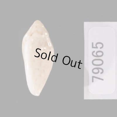 ゾラヘリトリ (仮称) Marginella xoraensisfig.3