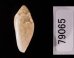 ゾラヘリトリ (仮称) Marginella xoraensisfig.3