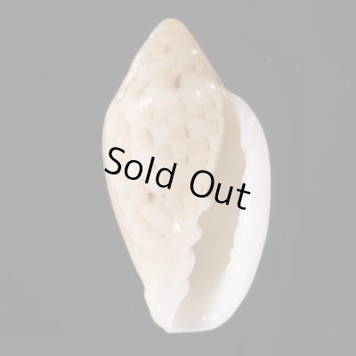 ゾラヘリトリ (仮称) Marginella xoraensisfig.1
