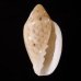 ゾラヘリトリ (仮称) Marginella xoraensisfig.1