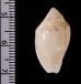 ゾラヘリトリ (仮称) Marginella xoraensisfig.2