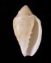 ゾラヘリトリ (仮称) Marginella xoraensisfig.1