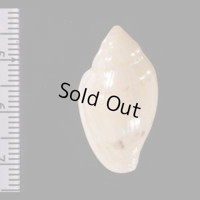 ゾラヘリトリ (仮称) Marginella xoraensisfig.2