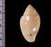 ゾラヘリトリ (仮称) Marginella xoraensisfig.2