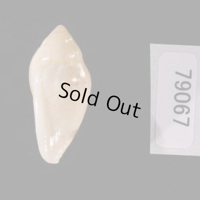 ゾラヘリトリ (仮称) Marginella xoraensisfig.3