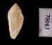 ゾラヘリトリ (仮称) Marginella xoraensisfig.3