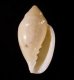 ゾラヘリトリ (仮称) Marginella xoraensisfig.1