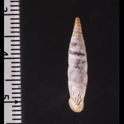 クチヒダギセル (仮称) Albinaria corrugatafig.2