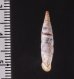 クチヒダギセル (仮称) Albinaria corrugatafig.2