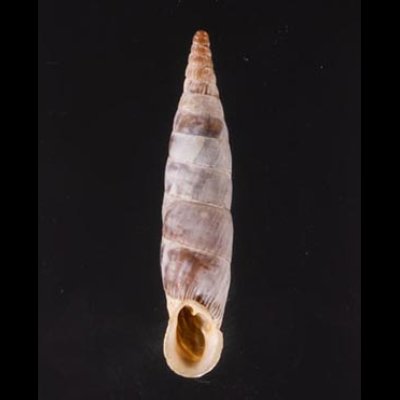 クチヒダギセル (仮称) Albinaria corrugatafig.1