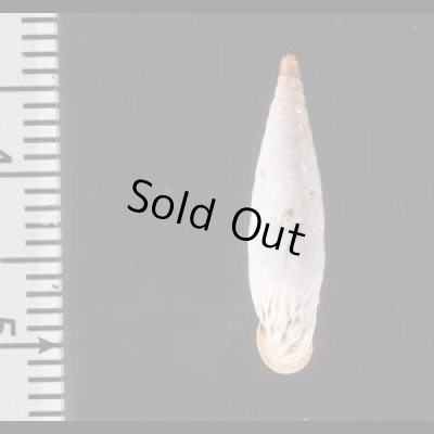 クチヒダギセル (仮称) Albinaria corrugatafig.2