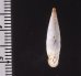 クチヒダギセル (仮称) Albinaria corrugatafig.2