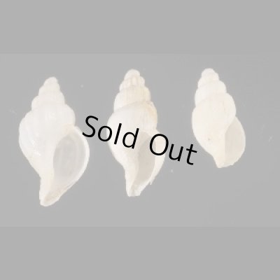 画像1: レグルスナンキョクボラ (仮称)