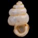 メラトゥスシリブトゴマガイ (仮称) Arinia ascotrochusfig.1