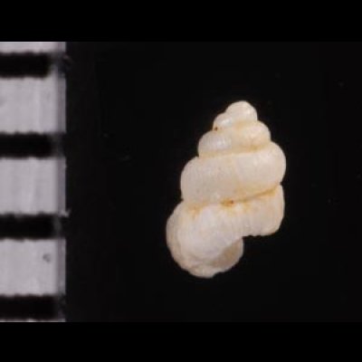 メラトゥスシリブトゴマガイ (仮称) Arinia ascotrochusfig.2