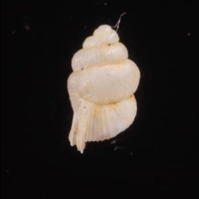 メラトゥスシリブトゴマガイ (仮称) Arinia ascotrochusfig.3