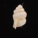 メラトゥスシリブトゴマガイ (仮称) Arinia ascotrochusfig.3