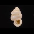 メラトゥスシリブトゴマガイ (仮称)