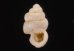 メラトゥスシリブトゴマガイ (仮称) Arinia ascotrochusfig.1