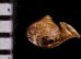 ナテラッパガイ 未詳 Gyliotrachela sp.fig.2