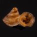 ナテラッパガイ 未詳 Gyliotrachela sp.fig.1