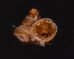 ナテラッパガイ 未詳 Gyliotrachela sp.fig.1