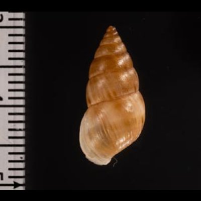 リマオカカクタニシ (仮称) Bostryx cf.limensisfig.2