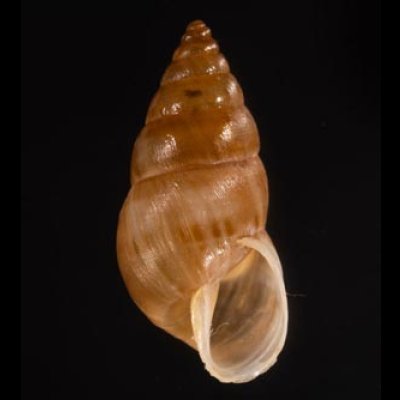 リマオカカクタニシ (仮称) Bostryx cf.limensisfig.1