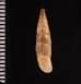 イピロスアオギセル (仮称) Albinaria scopulosa epirotesfig.2