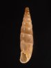 イピロスアオギセル (仮称) Albinaria scopulosa epirotesfig.1