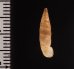 イピロスアオギセル (仮称) Albinaria scopulosa epirotesfig.2