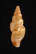 レールマキクチキレツブ (仮称) Clathurella crassiliratafig.3