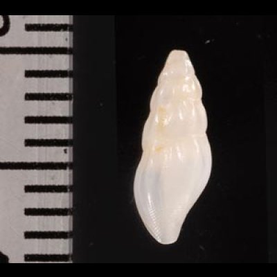 イマタテガミチビシャジク (仮称) Haedropleura imafig.2