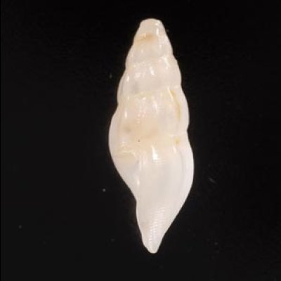 イマタテガミチビシャジク (仮称) Haedropleura imafig.3
