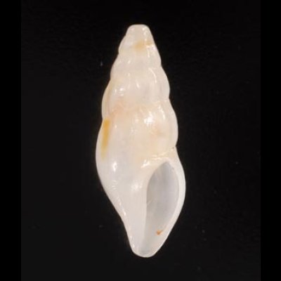 イマタテガミチビシャジク (仮称) Haedropleura imafig.1