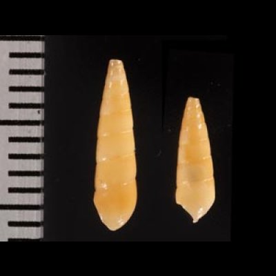 ケープホソクチキレ (仮称) Syrnola capensisfig.2