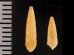 ケープホソクチキレ (仮称) Syrnola capensisfig.2
