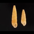 ケープホソクチキレ (仮称)