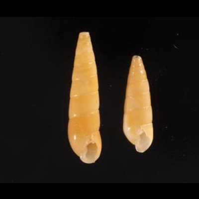 ケープホソクチキレ (仮称) Syrnola capensisfig.1